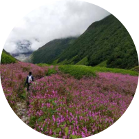 Valley Of Flowers